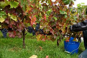 Clos Montmartre Grape Harvest - Paris