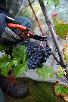 Clos Montmartre Grape Harvest - Paris