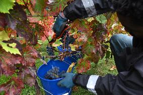 Clos Montmartre Grape Harvest - Paris