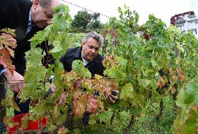 Clos Montmartre Grape Harvest - Paris