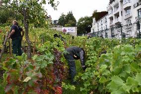 Clos Montmartre Grape Harvest - Paris