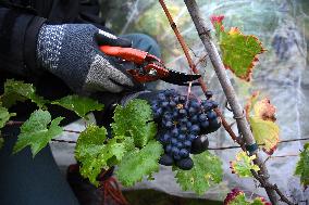 Clos Montmartre Grape Harvest - Paris