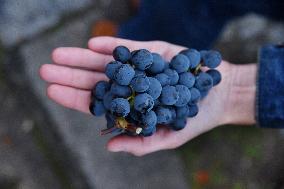 Clos Montmartre Grape Harvest - Paris