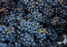 Clos Montmartre Grape Harvest - Paris