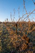 Illustration - Gironde