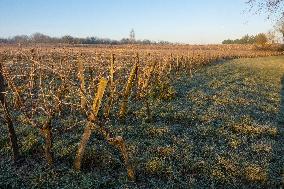 Illustration - Gironde