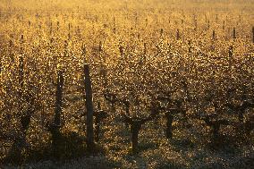 Illustration - Gironde