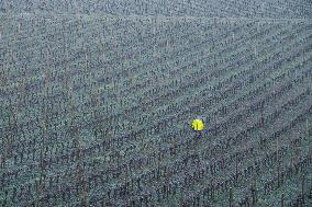 Illustration - Gironde