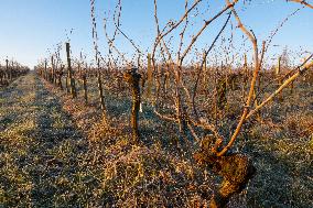 Illustration - Gironde