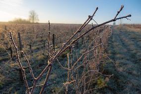 Illustration - Gironde