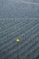 Illustration - Gironde