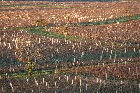 Illustration - Gironde