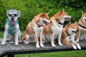 Pet Party in Nanjing