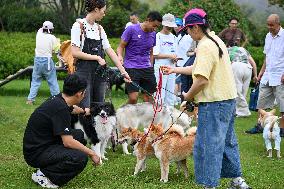 Pet Party in Nanjing