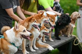 Pet Party in Nanjing