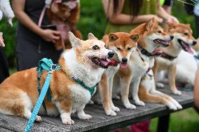 Pet Party in Nanjing
