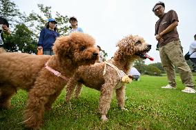 Pet Party in Nanjing