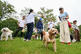 Pet Party in Nanjing
