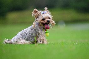 Pet Party in Nanjing