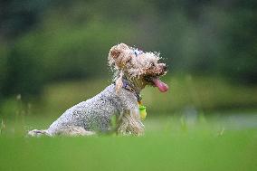 Pet Party in Nanjing