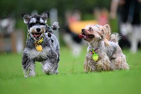 Pet Party in Nanjing