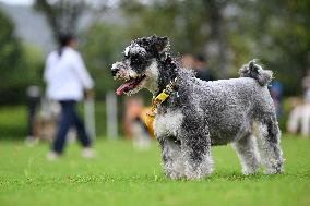 Pet Party in Nanjing