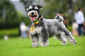 Pet Party in Nanjing