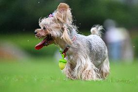 Pet Party in Nanjing