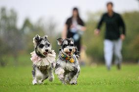 Pet Party in Nanjing