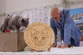 Budapest World Cat Show - Hungary
