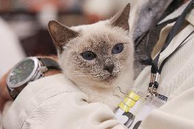 Budapest World Cat Show - Hungary