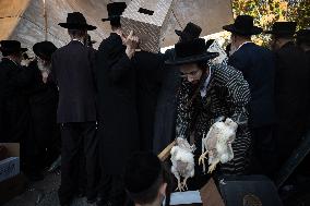 Ultra-Orthodox Jews Select Chickens Before the Kaparot Ritual - Jerusalem