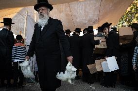 Ultra-Orthodox Jews Select Chickens Before the Kaparot Ritual - Jerusalem