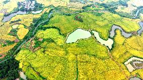 National Standard Farmland in Tongcheng