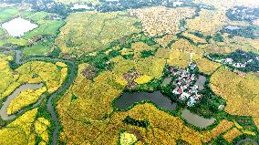 National Standard Farmland in Tongcheng