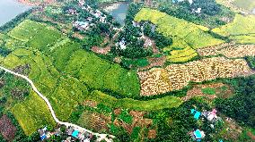 National Standard Farmland in Tongcheng