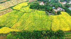 National Standard Farmland in Tongcheng