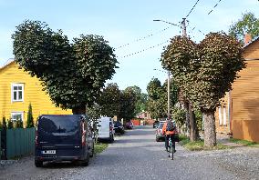 Aesculus hippocastanum