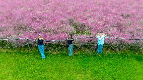 Pink Muhlygrass Tourism in Suqian