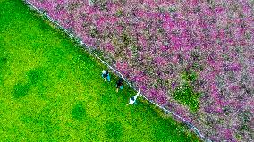 Pink Muhlygrass Tourism in Suqian