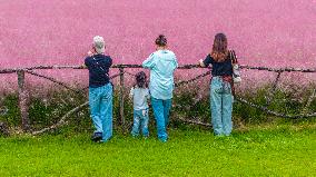 Pink Muhlygrass Tourism in Suqian