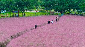 Pink Muhlygrass Tourism in Suqian