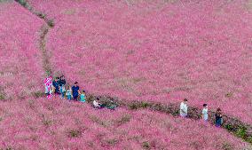 Pink Muhlygrass Tourism in Suqian