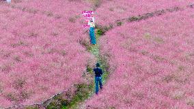Pink Muhlygrass Tourism in Suqian