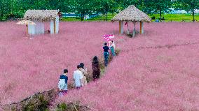 Pink Muhlygrass Tourism in Suqian