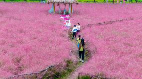 Pink Muhlygrass Tourism in Suqian