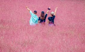 Pink Muhlygrass Tourism in Suqian