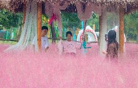 Pink Muhlygrass Tourism in Suqian