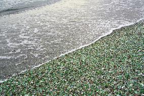 Vladivostok Glass Beach Views - Russia
