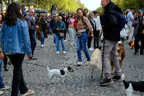 Animal Walk on the Avenue Des Champs Elysees - Paris